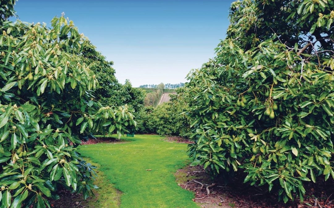 Avocado Orchards and Beyond: Designing Effective Irrigation Systems